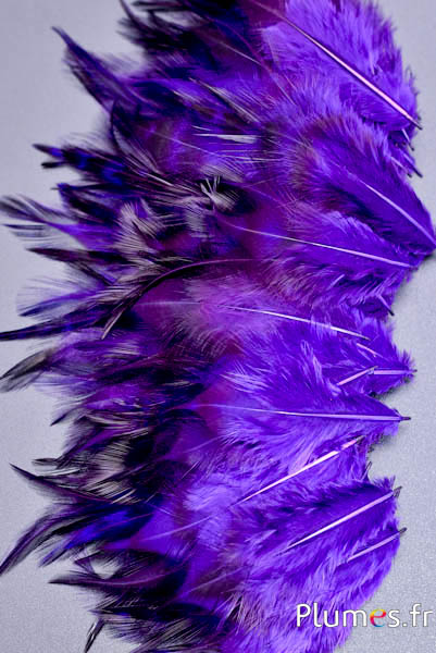 Gallo - 5-10 cm - viola-caffè